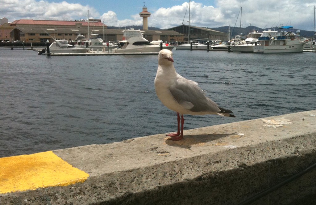 Welcome to Hobart.JPG © Crosbie Lorimer http://www.crosbielorimer.com
